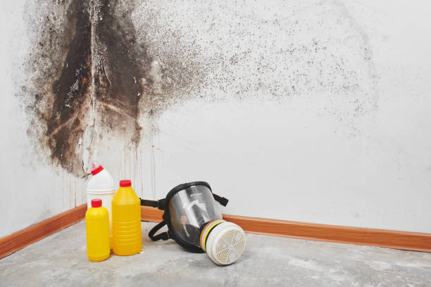 Best Fast Mold Removal  in Thorp, WI