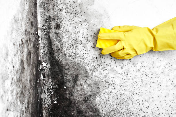 Best Mold Removal Company Near Me  in Thorp, WI