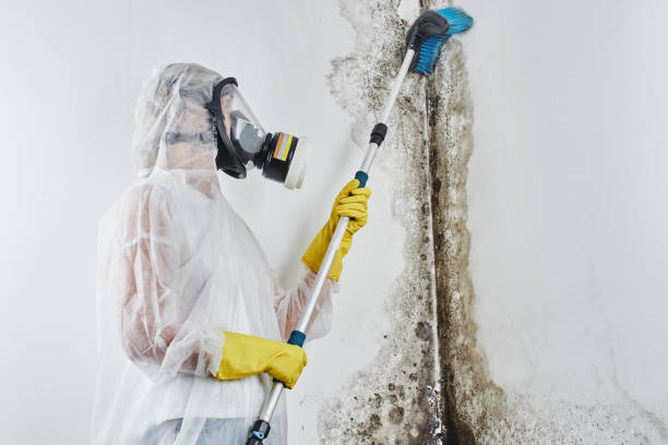 Best Professional Mold Removal  in Thorp, WI