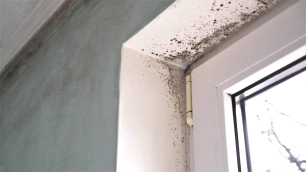 Best Mold Damage Repair  in Thorp, WI