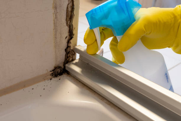 Reliable Thorp, WI Mold Removal Solutions