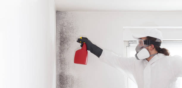 Best Black Mold Removal  in Thorp, WI