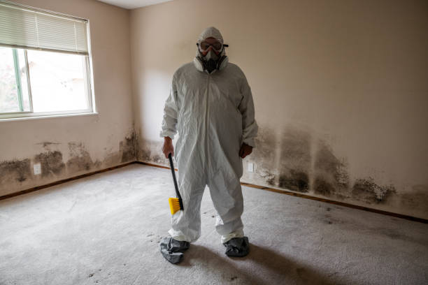 Professional Mold Removal in Thorp, WI